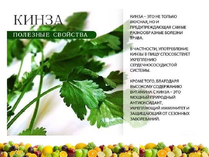 Кориандр - особенности приправы. отличие кинзы от кориандра и применение в кулинарии