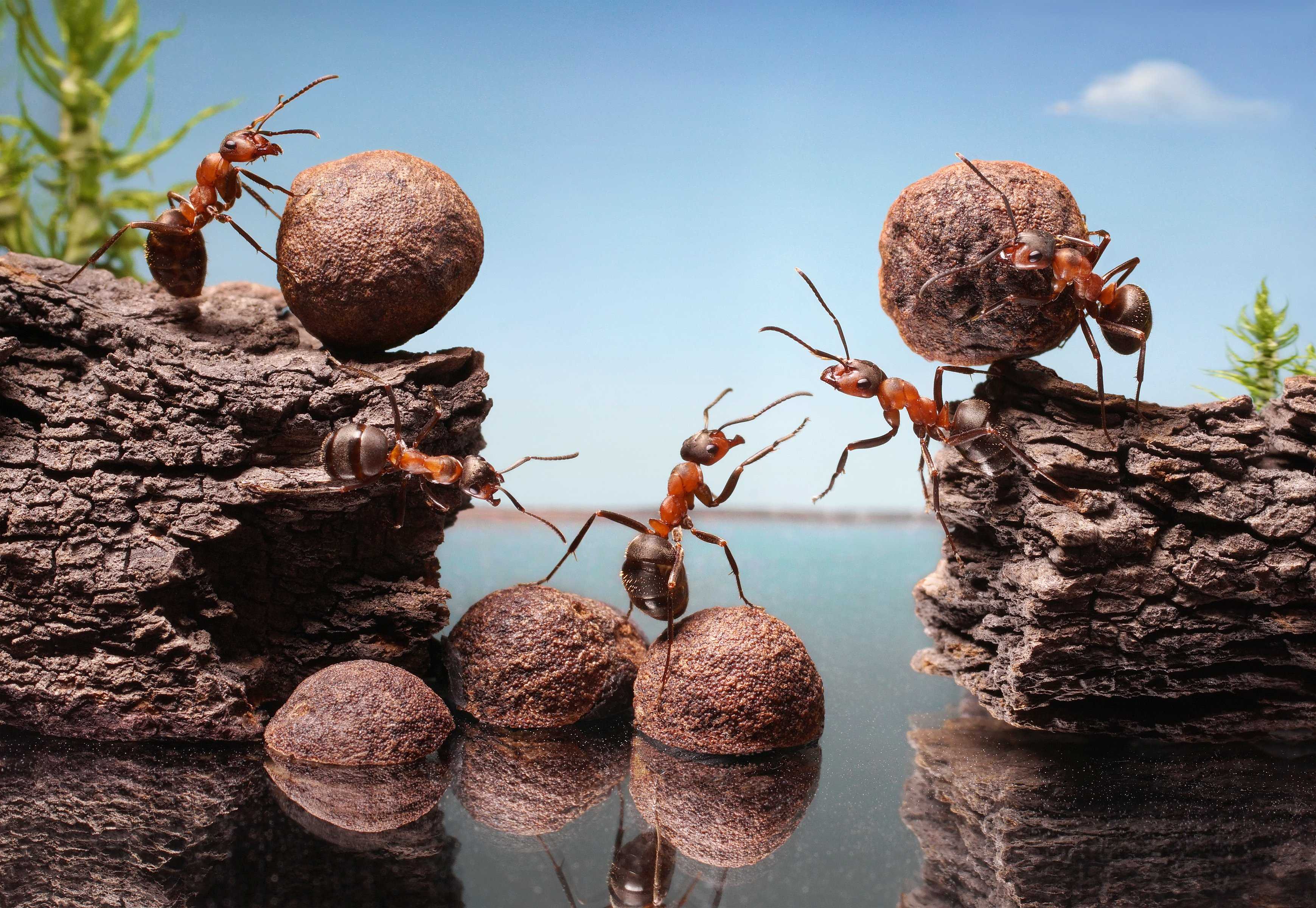 Притча о работнике муравье ,который нес на своей спине шмелей,навозных жуков,тараканов,кузнечиков……