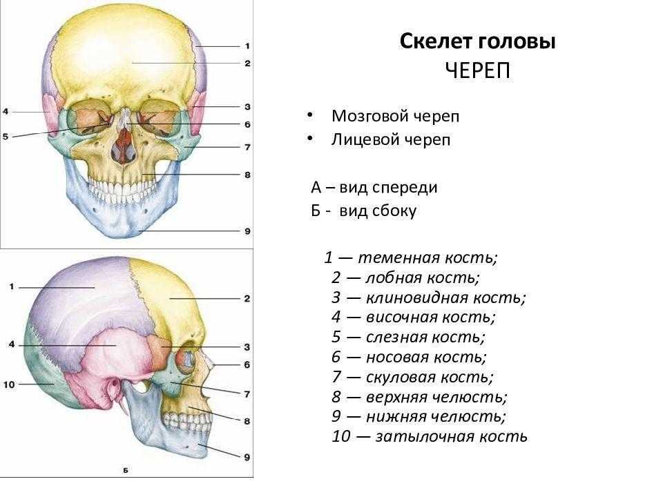 Назови кости черепа. Скелет головы мозговой отдел кости. Кости мозгового отдела черепа человека строение. Характеристика костей черепа мозговой отдел. Скелет головы череп мозговой и лицевой отделы.