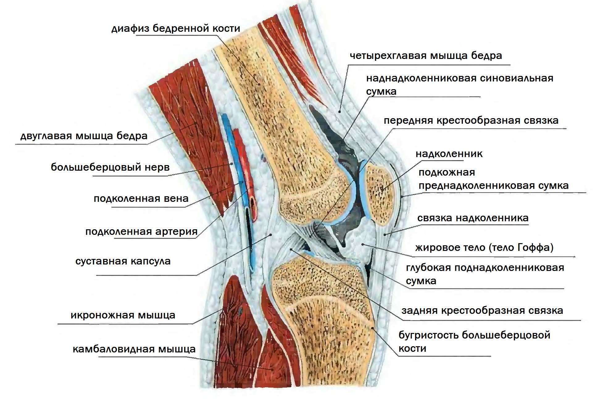 Колено строение анатомия фото с названиями и описанием