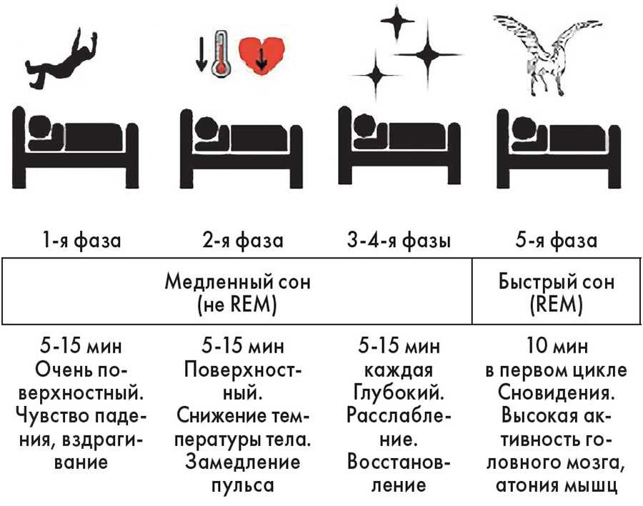 Фазы и стадии сна человека: быстрый, медленный, глубокий, их продолжительность, отличия, характеристика