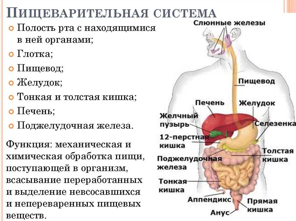 Пищеварительная система человека фото с названиями