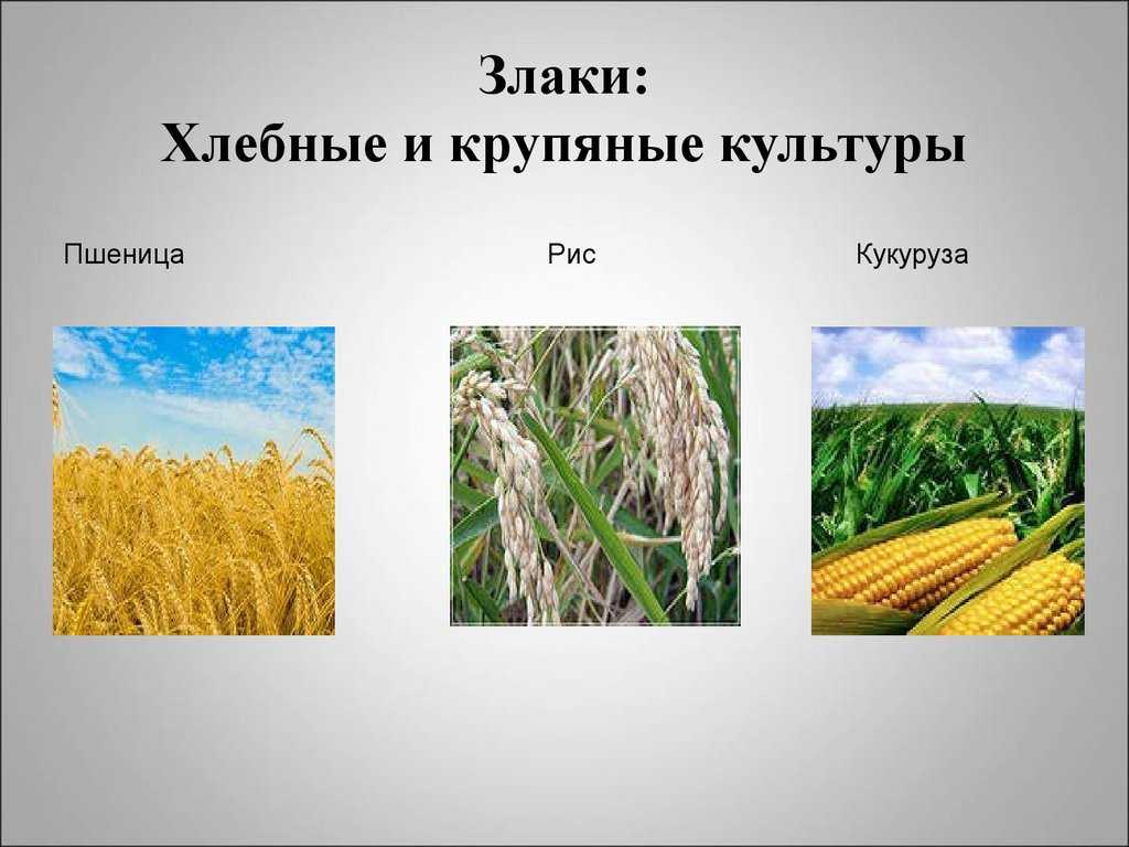 План урока русскому родному языку «каша — кормилица наша» во 2 классе