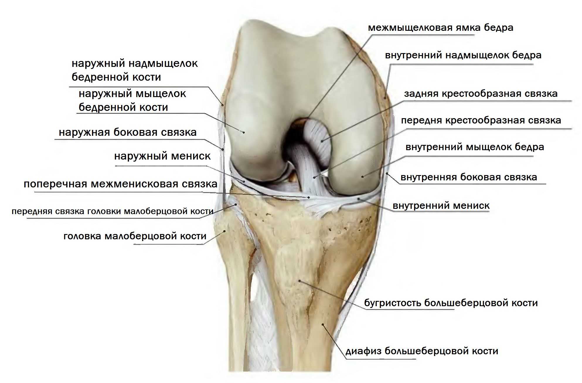 Анатомия мышц голени. передняя и латеральная группы.