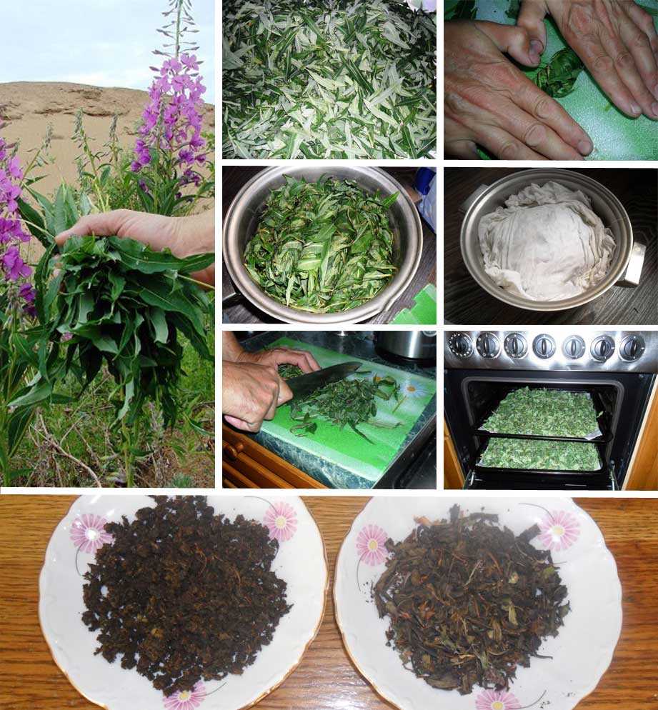 Когда собирать и сушить иван-чай: лечебные свойства, правила сушки, польза для ферментации
