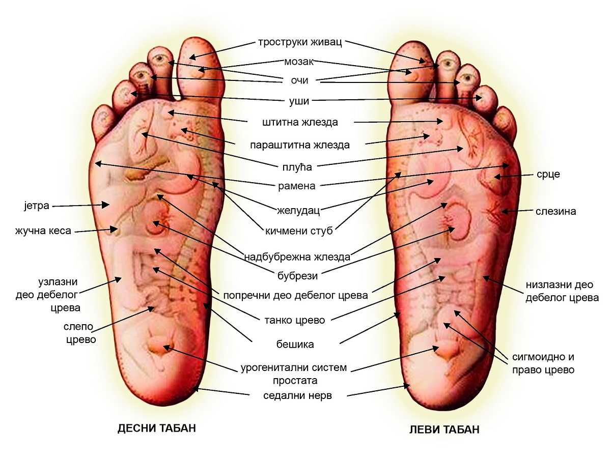 Точки здоровья на наших ногах: как с помощью массажа стоп лечить внутренние органы :: polismed.com