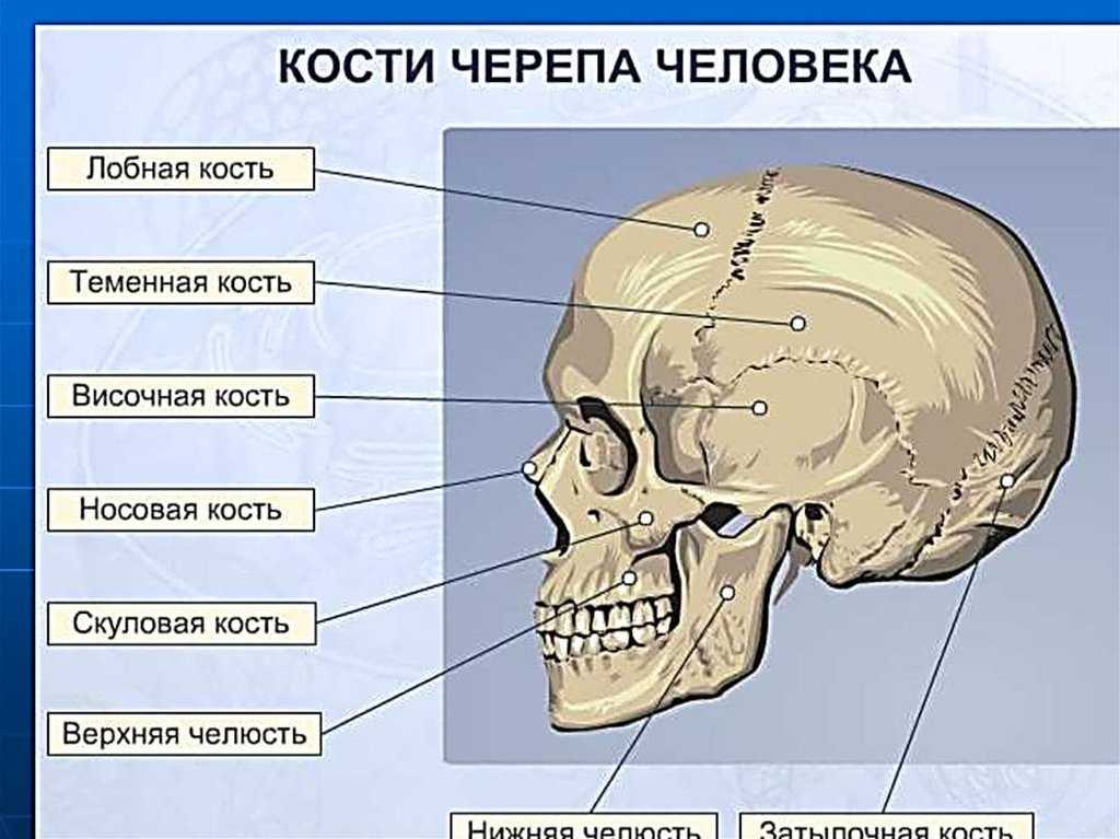 Назови кости черепа. Кости головы человека анатомия. Строение скелета головы. Части черепа человека названия. Скелет головы человека анатомия.