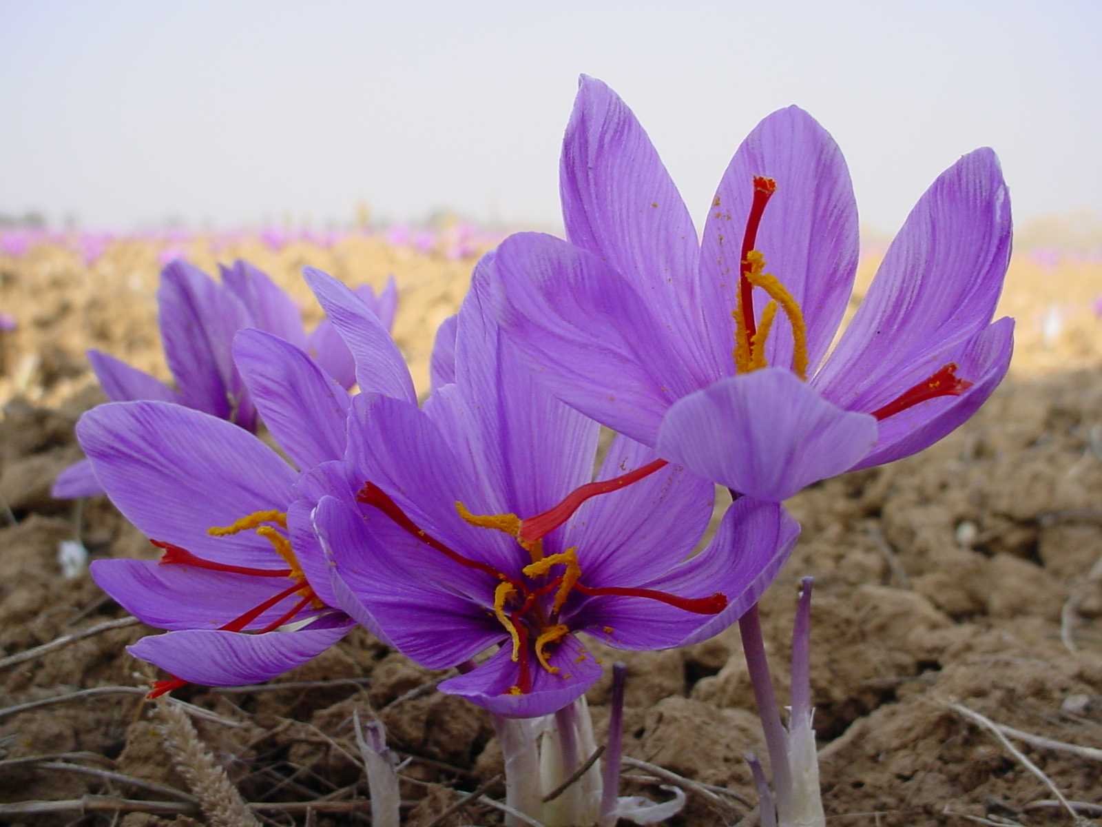 Шафран названия. Рокус (Шафран) посевной (Crocus sativus). Крокус Шафран посевной. Крокус Шафран цветок. Шафран специя Крокус.