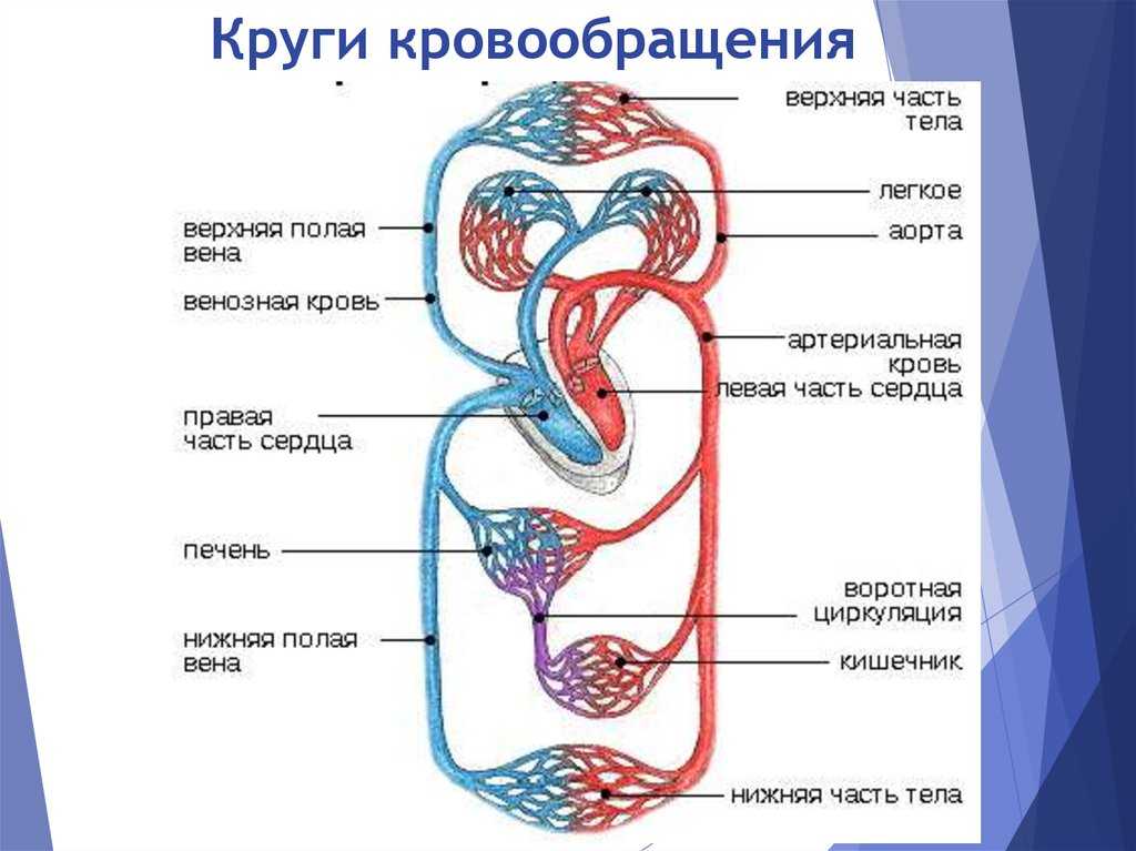 Круги кровообращения червей. Малый круг большой круг системы кровообращения. Круги кровообращения человека схема. Круги кровообращения 8 класс биология. Большой круг кровообращения схема ЕГЭ.
