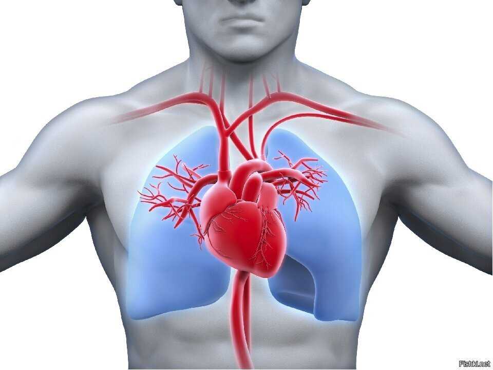 Сердце человека: анатомическое строение, функции, принцип работы