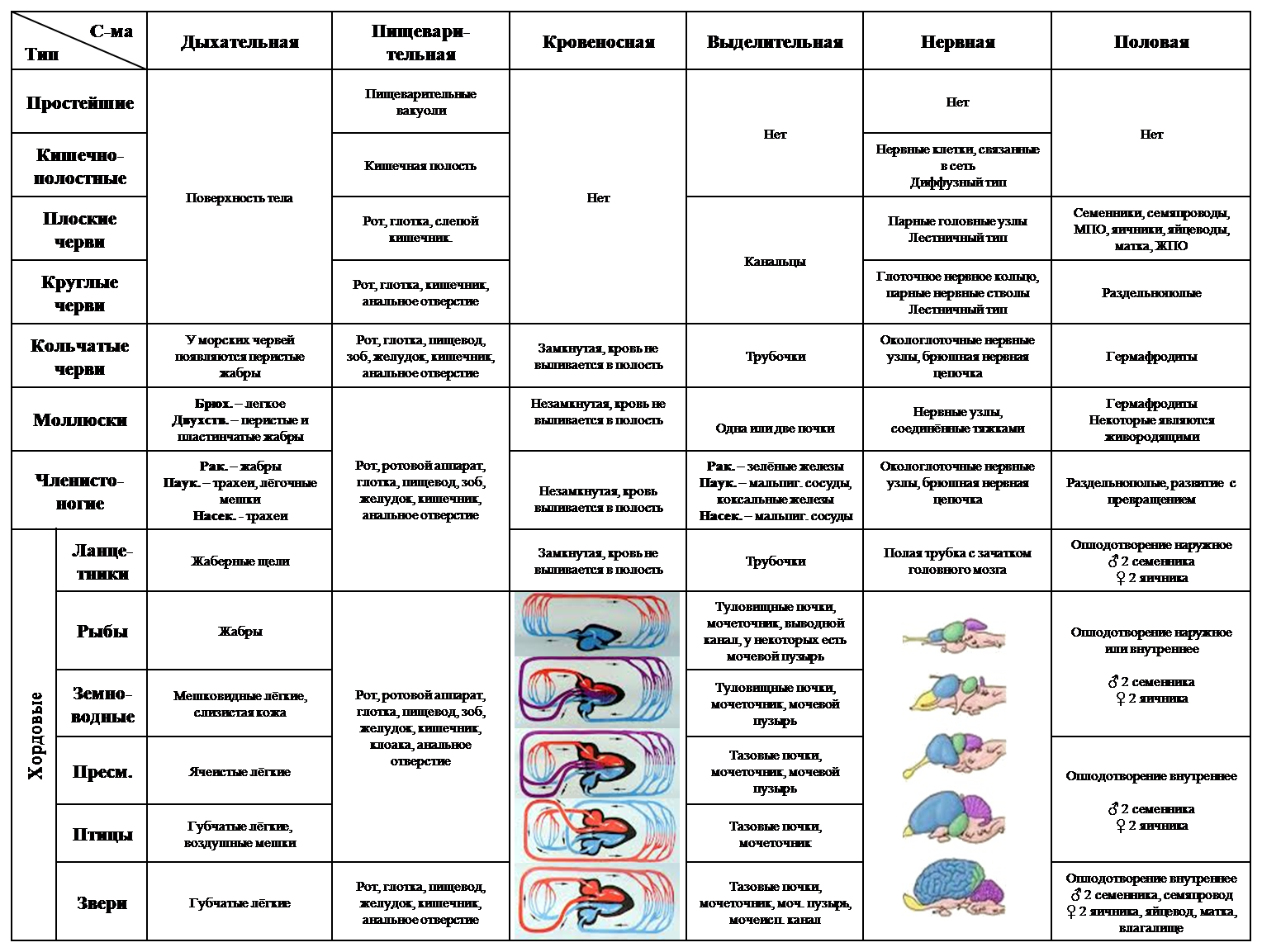 Эволюция систем органов животных таблица 10 класс. Эволюция систем органов позвоночных животных таблица по биологии. Эволюция систем органов животных таблица по биологии 7. Эволюция нервной системы у животных таблица. В чем проявляются усложнения организации