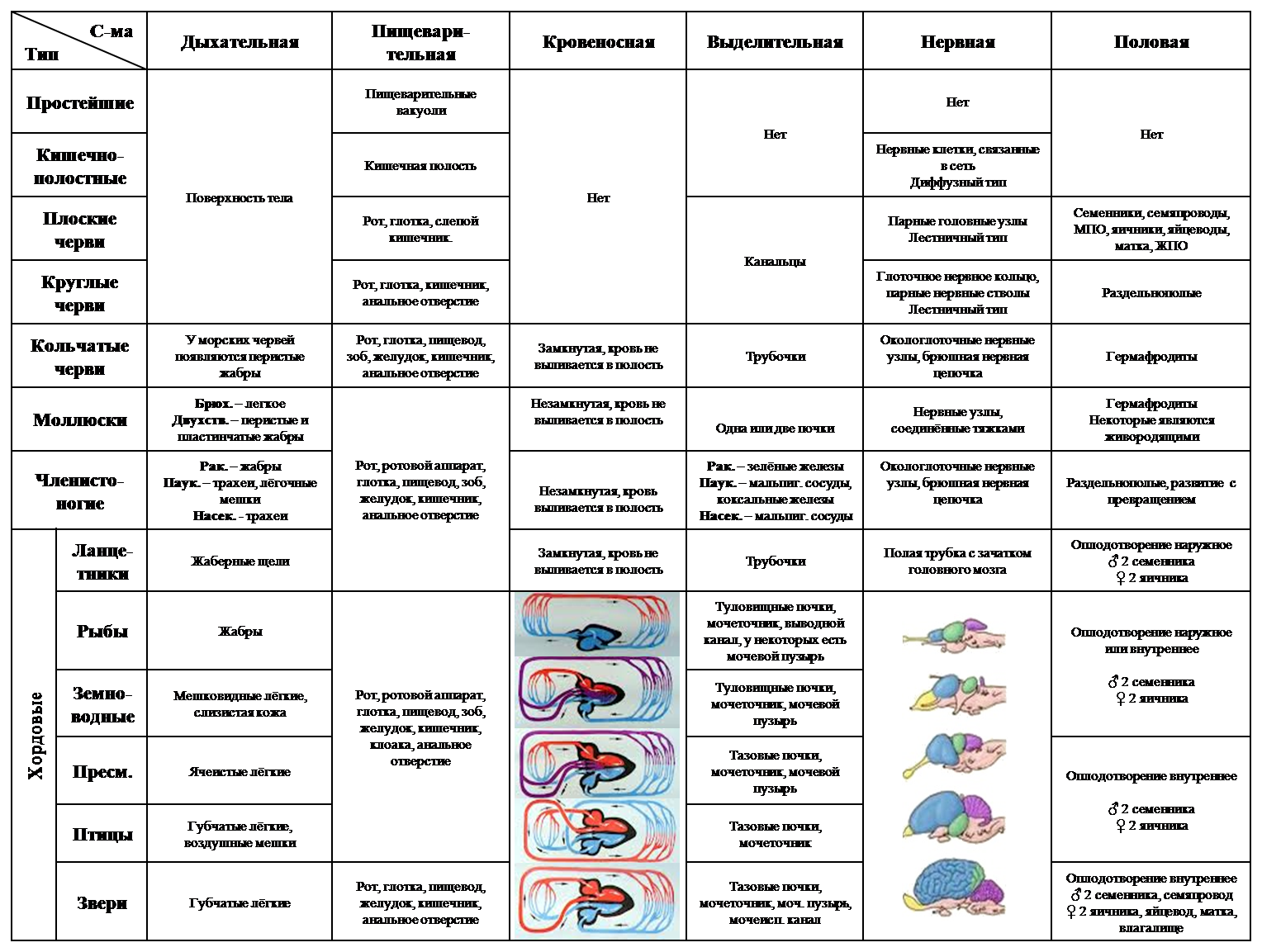 Строение типов животных. Эволюция систем органов животных таблица 7 класс биология. Эволюция нервной системы у животных таблица. Эволюция систем органов таблица 9 класс. Таблица система органов многоклеточных животных 7 класс биология.