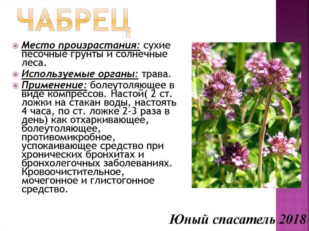 Чабрец: полезные свойства и противопоказания, где растет в россии, когда собирать и как выглядит + фото