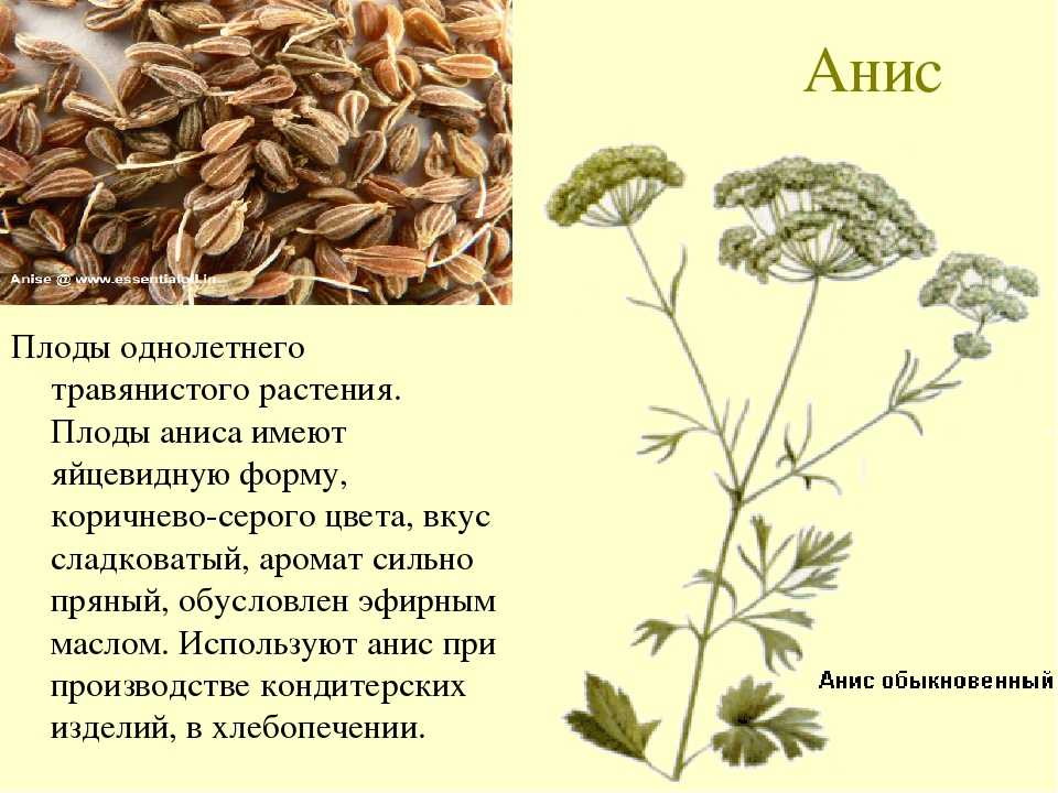 Анис - полезные и опасные свойства аниса