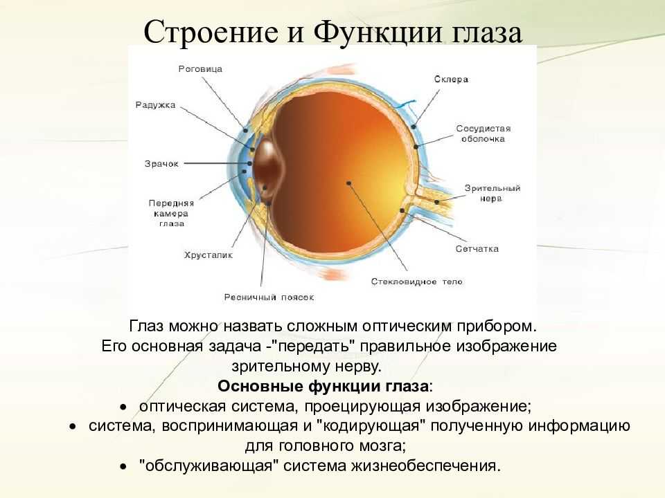 Внутренние структуры глазного яблока строение и функции. Внутреннее строение глаза и их функции. Структура глаза строение и функции. Оболочки глаза строение и функции.