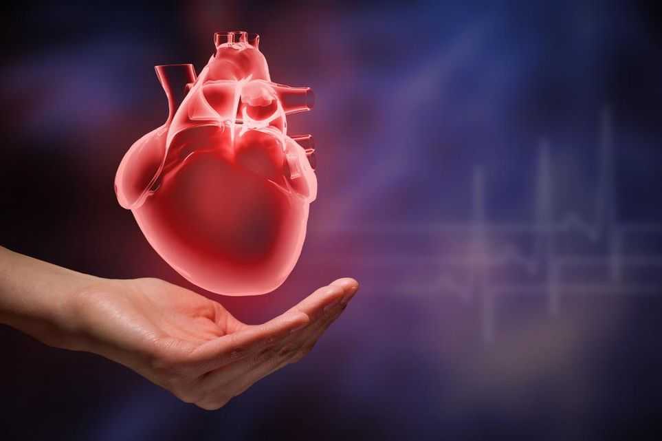 Анатомия сердца. строение и работа сердца