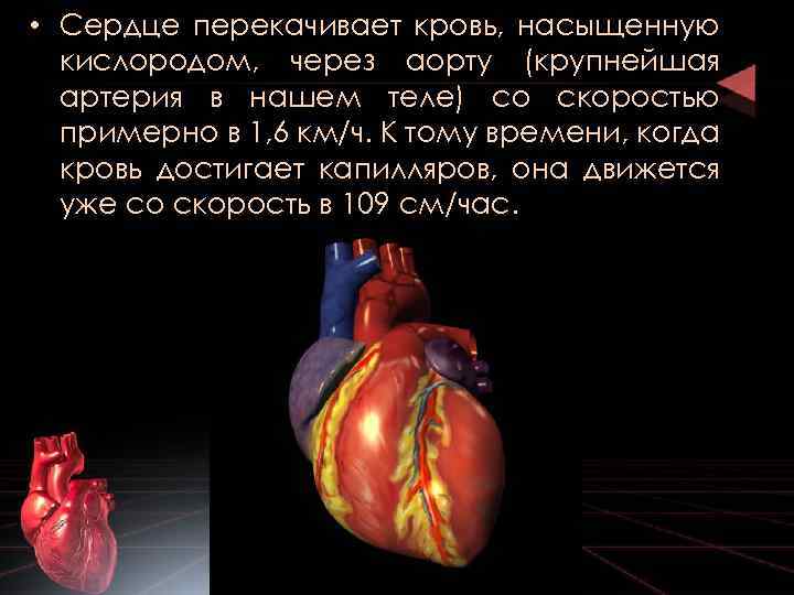 Сердце кровь сколько литров