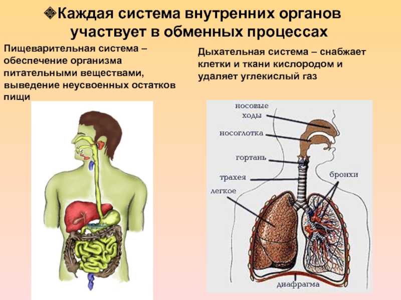 Строение и жизнедеятельность органов и систем органов