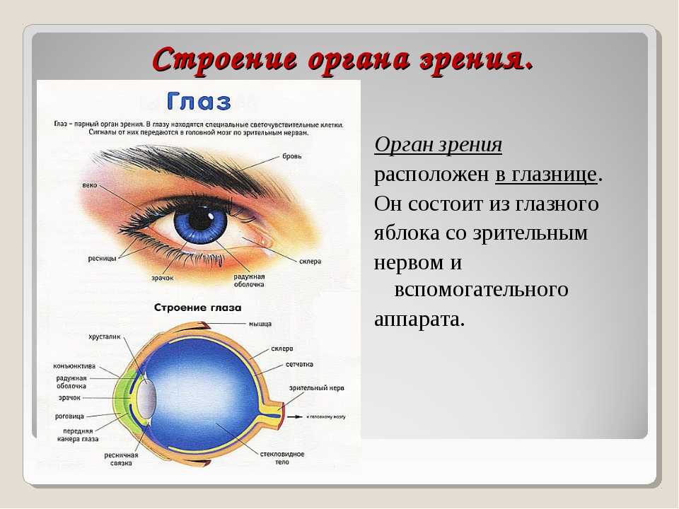 Составляющее глаза. Строение органов зрения зрительный анализатор. Зрительный анализатор строение и функции глаза. Анатомия и физиология органа зрения кратко. Строение анализатора глаза.