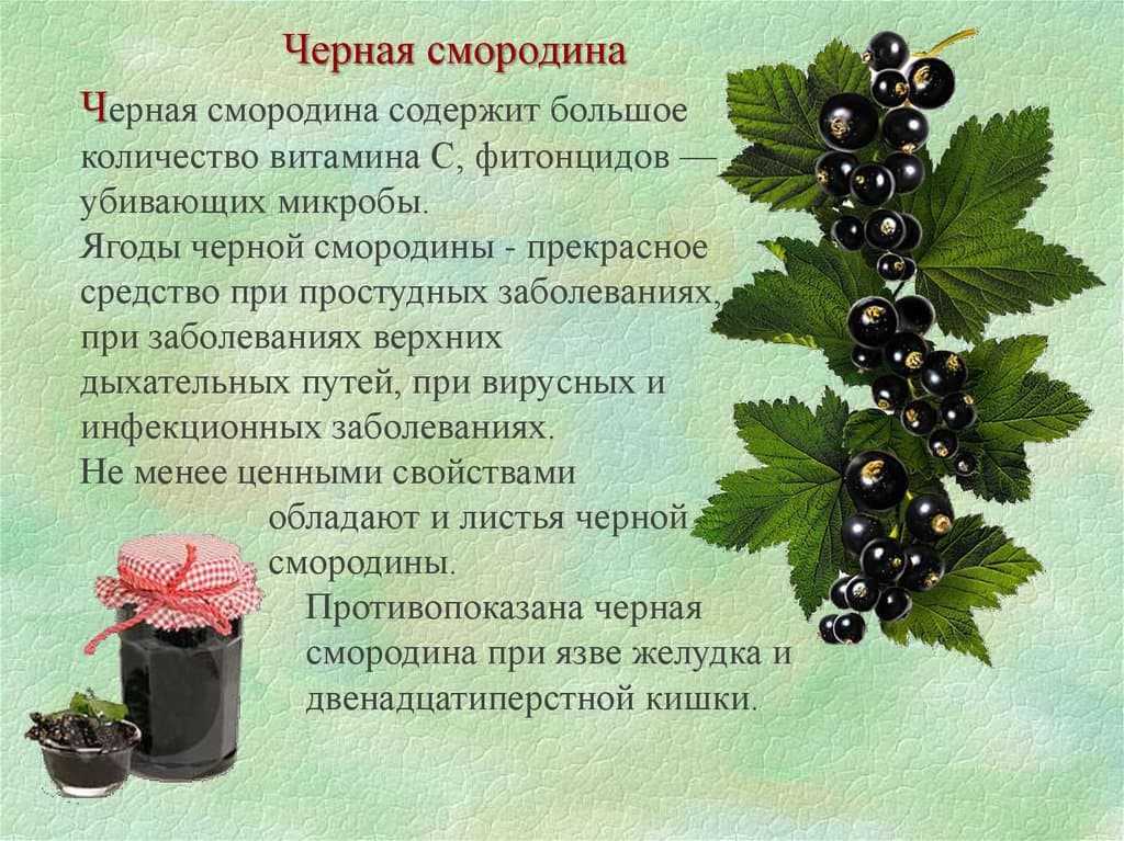 Черная смородина — польза и вред ароматной ягоды. полезные свойства, лечебные свойства, витамины смородины, противопоказания