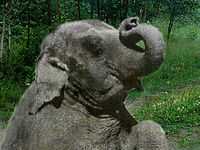 Талисман слон: что означает оберег, где разместить и как активировать