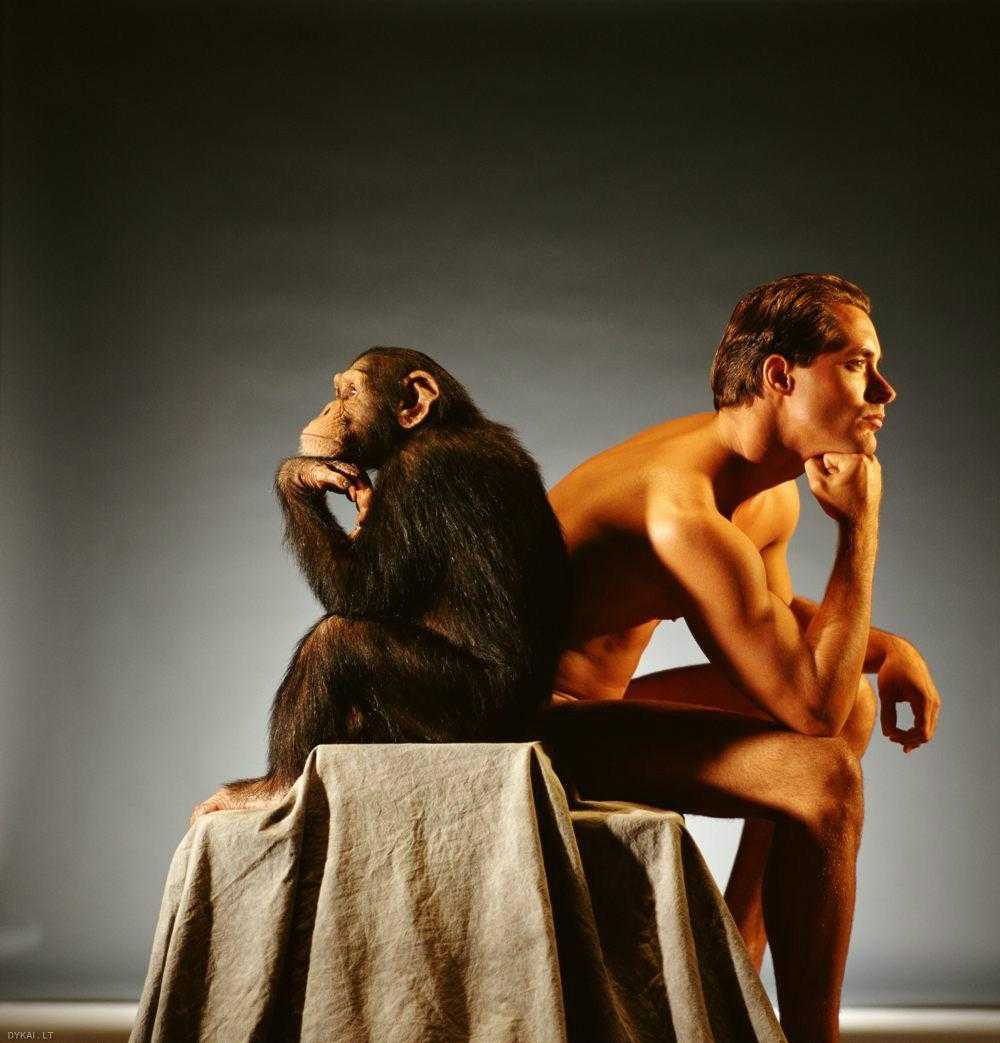 Человек примат. Шимпанзе и человек. Животные инстинкты.