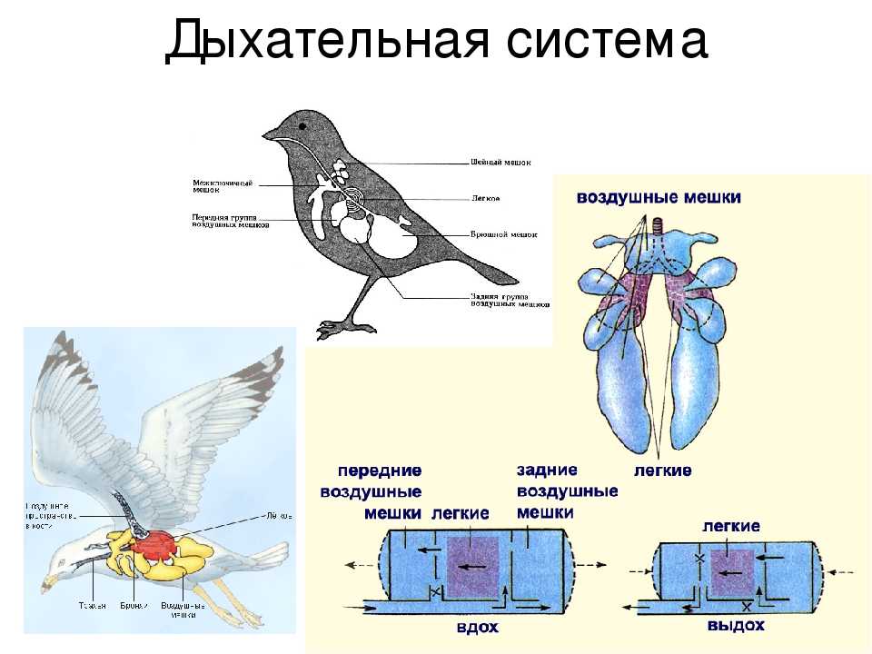 Органы дыхания человека: в чем состоит функция, последовательность легочной система, что к ней относится | prof-medstail.ru