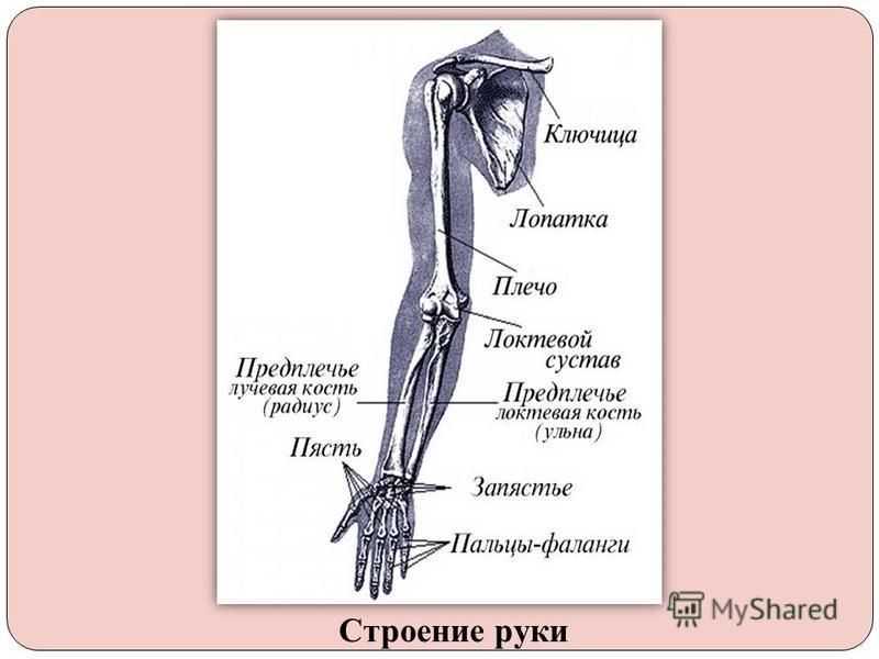 Рука человека название. Анатомия человека плечо предплечье кисть. Название частей руки. Части руки человека названия. Анатомия руки название частей.