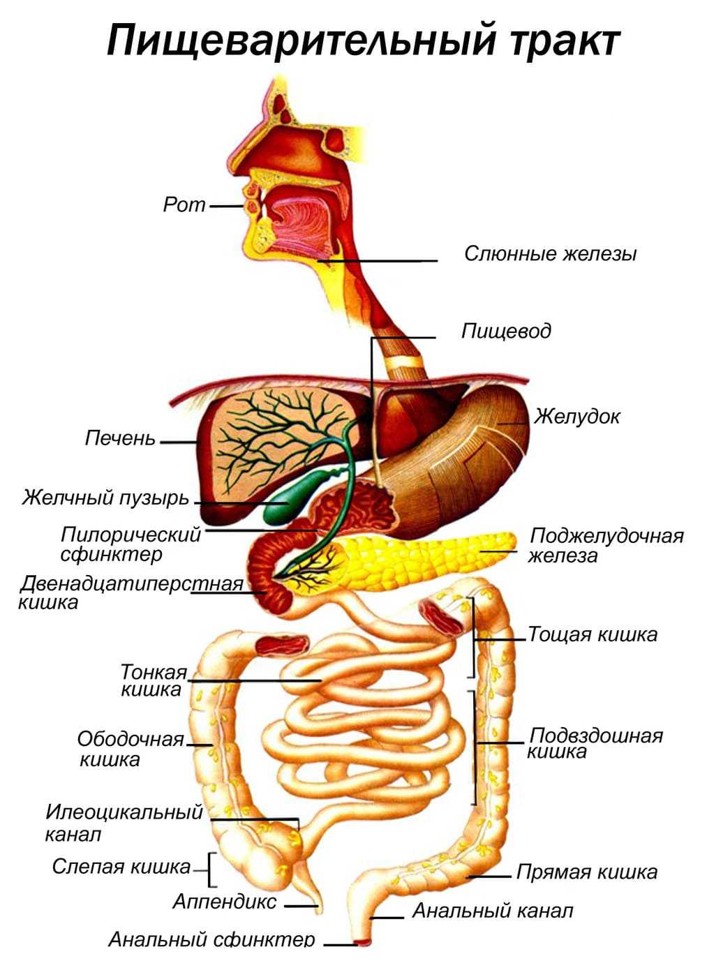 Схема желудочно-кишечного тракта