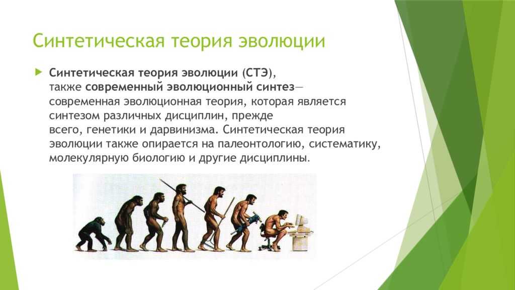 Синтетическая теория эволюции биология 9. Синтетическая теория эволюции. Современная теория эволюции. Современная синтетическая теория эволюции. Синтетическая теория эволюции что такое Эволюция.