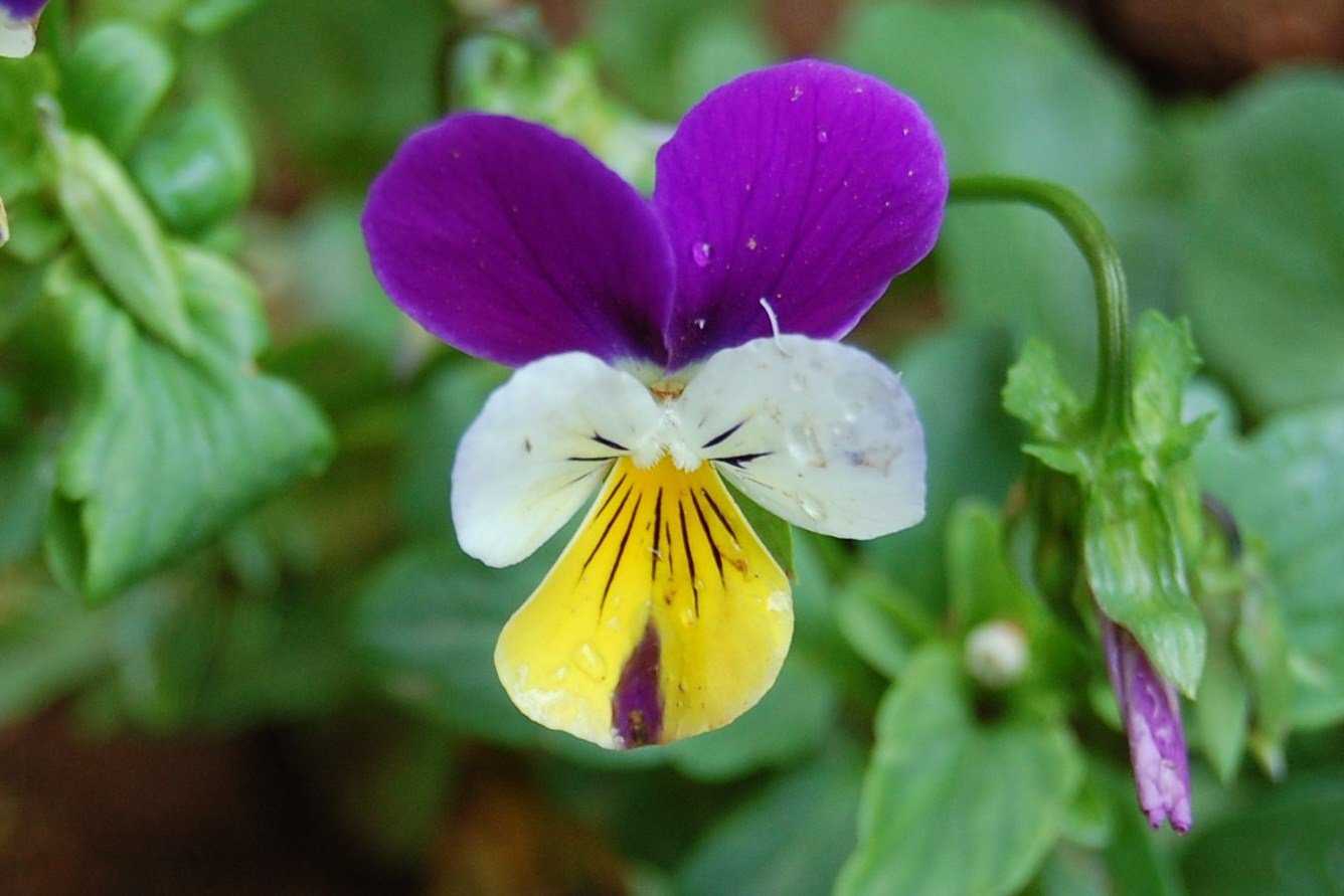 Viola tricolor l.описание таксона