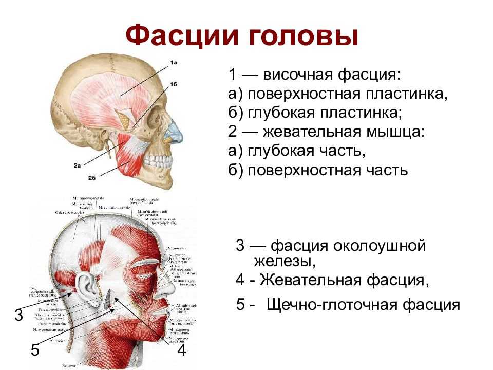 Лечение мозга и шеи