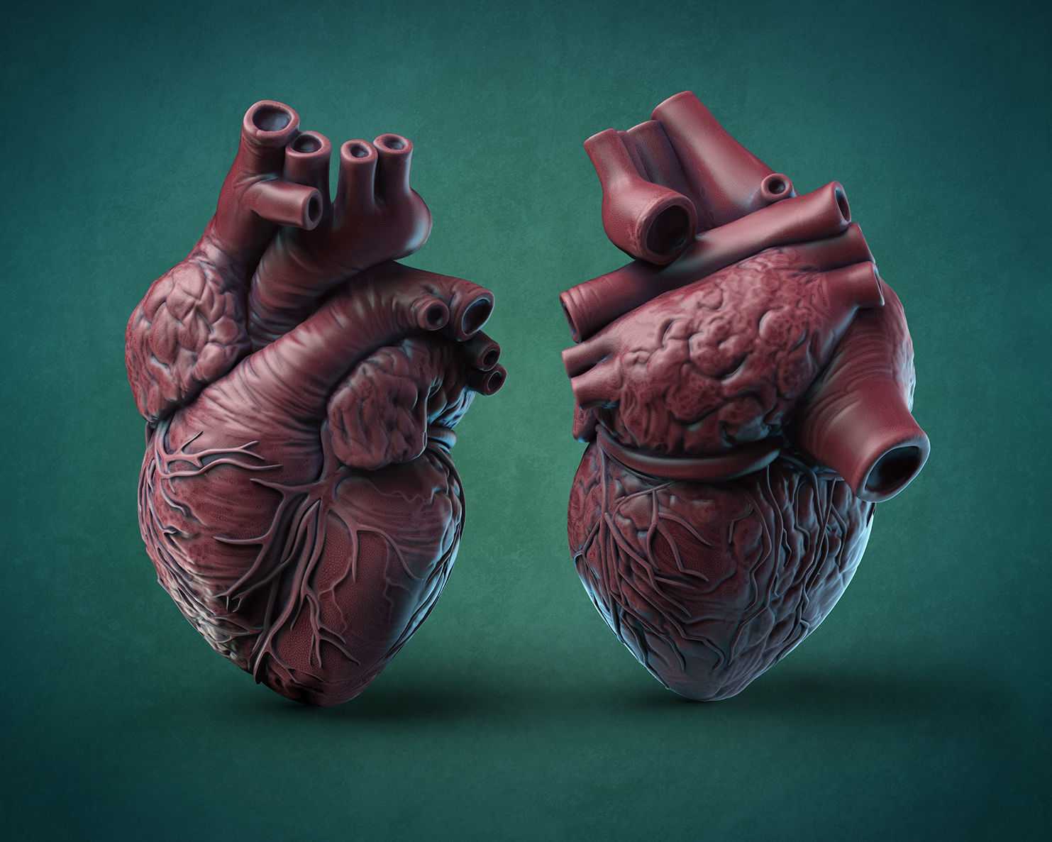 Анатомия — строение сердца человека: схема с подписями, фото, таблицы