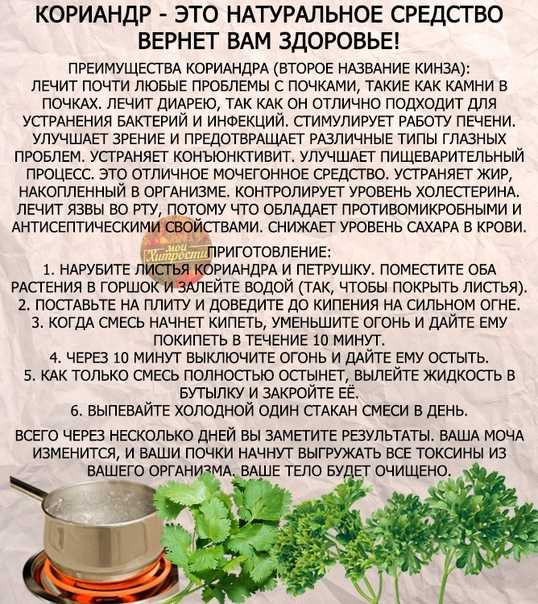 Кориандр - что за такое, применение приправы, куда добавляют кориандр
