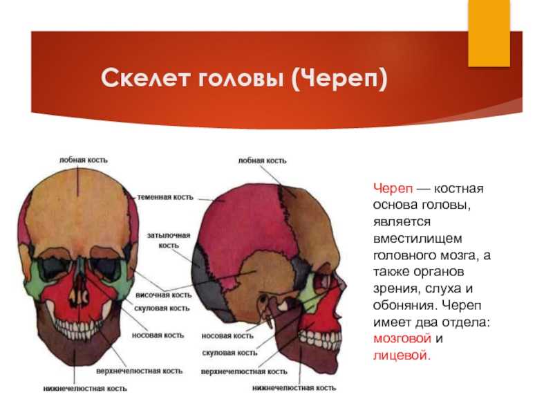 Лобная отдел скелета. Строение скелета головы человека. Кости скелета головы человека анатомия. Скелет головы мозговой отдел черепа. Скелет головы череп лицевой отдел.