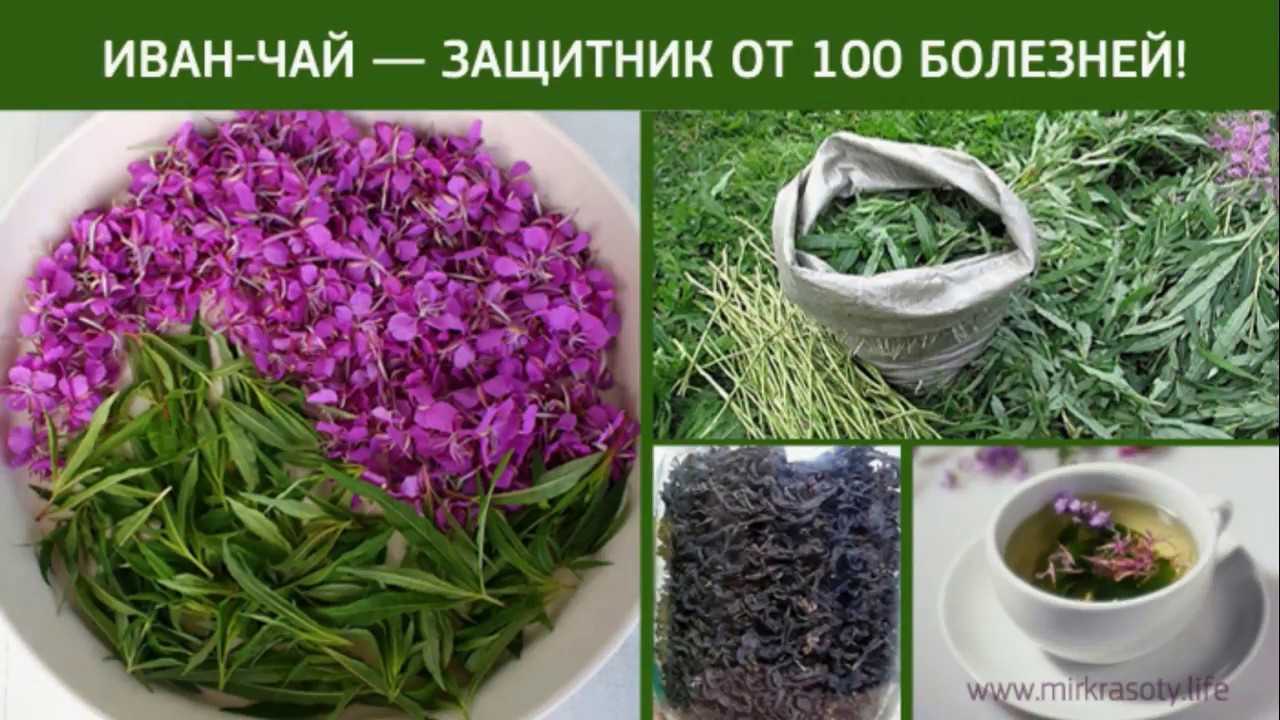 Иван-чай - полезные свойства и противопоказания, как заваривать и употреблять мужчинам или женщинам