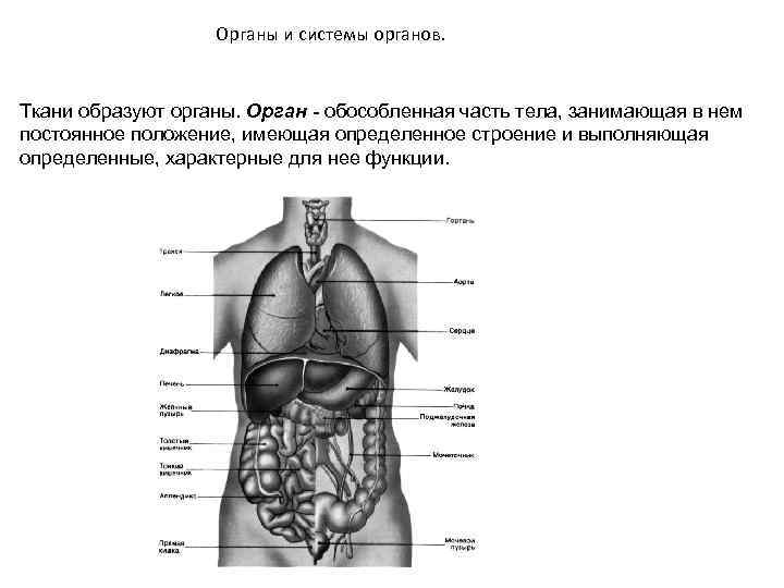 Внутренние органы строение схема. Строение внутренней системы человека. Строение органов человека спереди. Системы органов человека схема. Строение человека мужчины спереди.