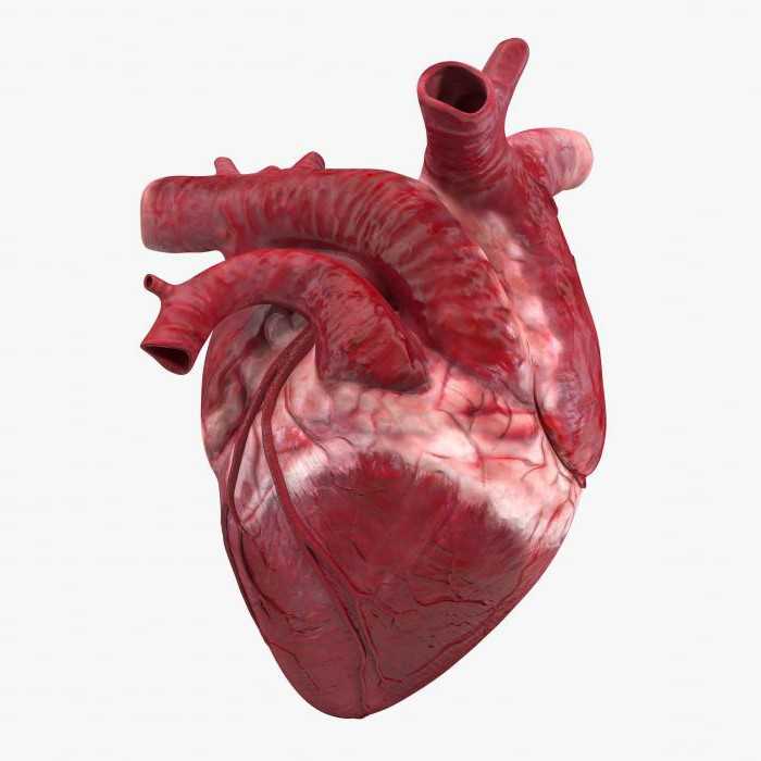 Простое и доступное описание анатомии сердца человека Узнай больше на нашем сайте