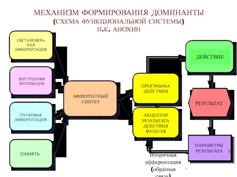 Механизм развития системы. Афферентный Синтез функциональной системы. Акцептор результата действия это механизм. Акцептор результата действия схема. Механизм формирования Доминанты.