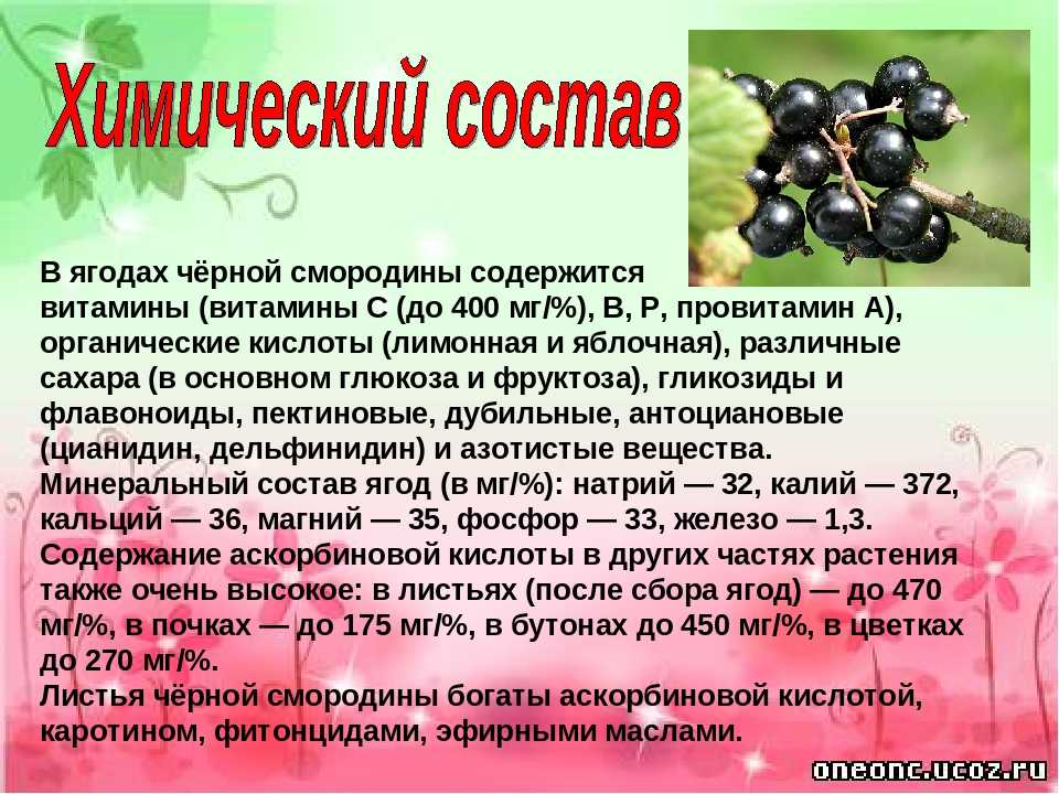 Польза и вред черной смородины для здоровья. какие витамины в черной смородине :: syl.ru