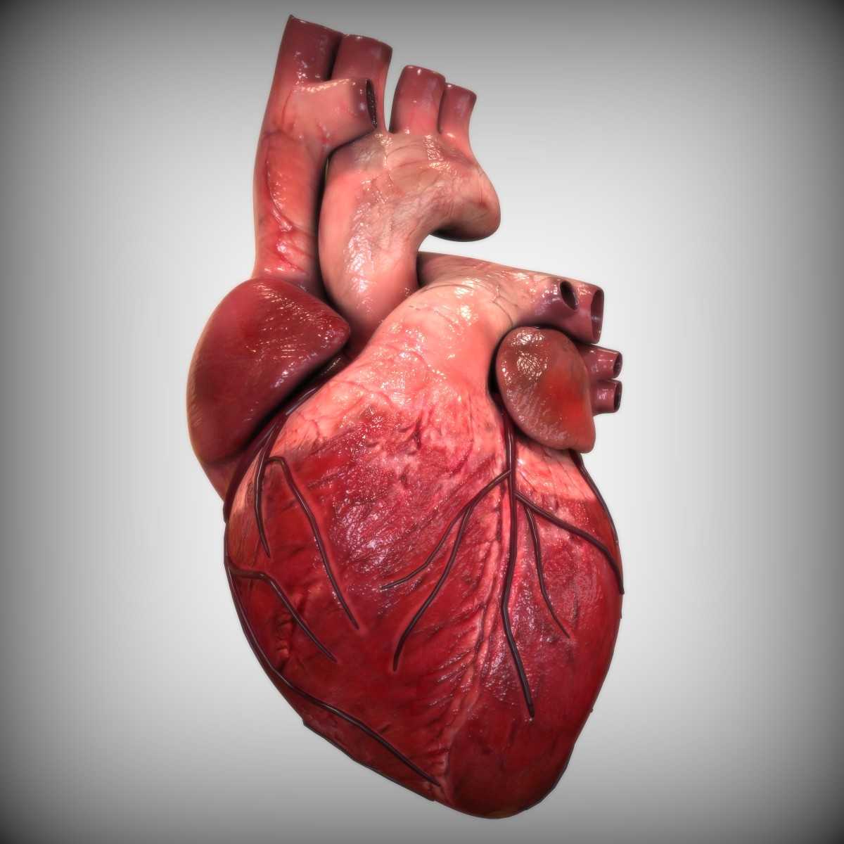 Сердце человека | анатомия сердца, строение, функции, картинки на eurolab