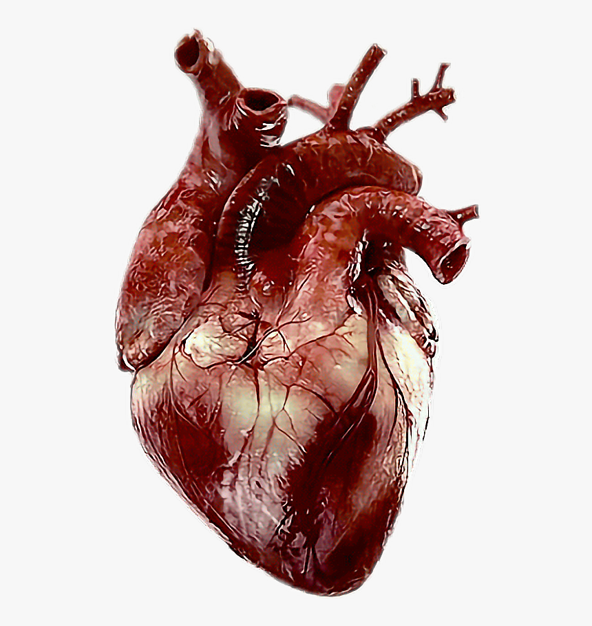 Сердце человека