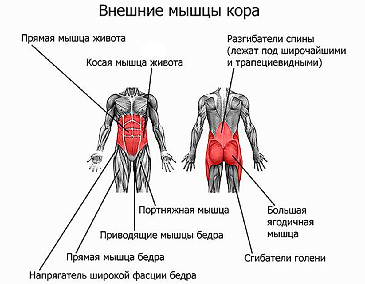Развитие группы мышц. Мышцы стабилизаторы поясничного отдела позвоночника.