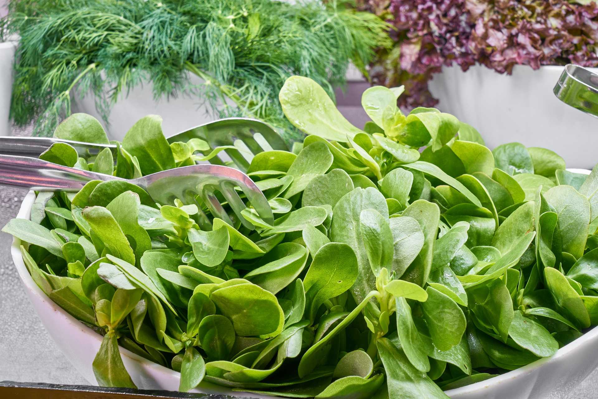 Польза микрозелени, какая самая полезная и вкусная