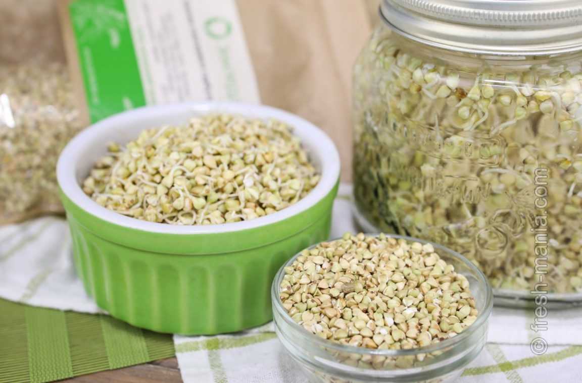 Как прорастить зелёную гречку в домашних условиях для еды, как хранить и употреблять проросшую гречку