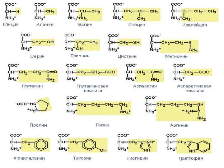 Аминокислоты незаменимые и заменимые. что это такое, сколько нужно для организма человека, таблица в пище