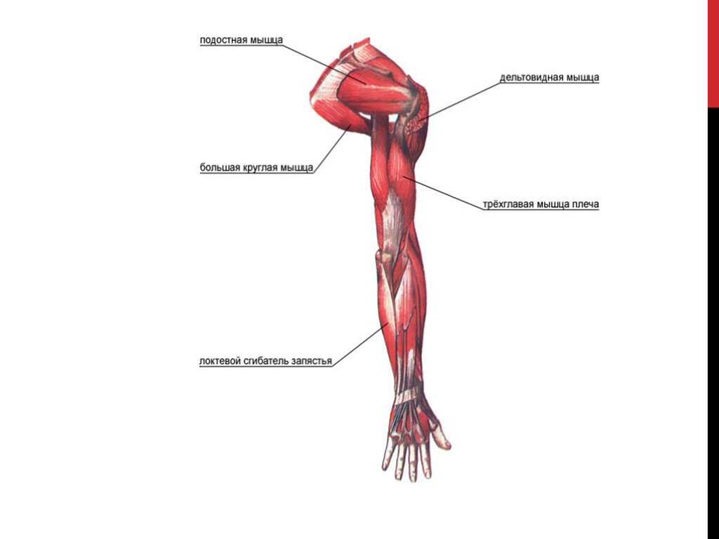 Рука человека название. Мышцы пояса верхней конечности анатомия. Мышцы свободной верхней конечности анатомия строение. Мышцы пояса верхних конечностей рисунок. Мышцы конечностей плечевого пояса.