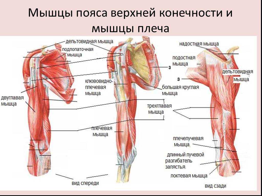 Анатомия мышц рук человека. Мышцы верхней конечности анатомия строение. Мышцы свободной верхней конечности анатомия строение. Мышцы плечевого пояса и свободной верхней конечности. Мышцы абдукторы верхних конечностей.