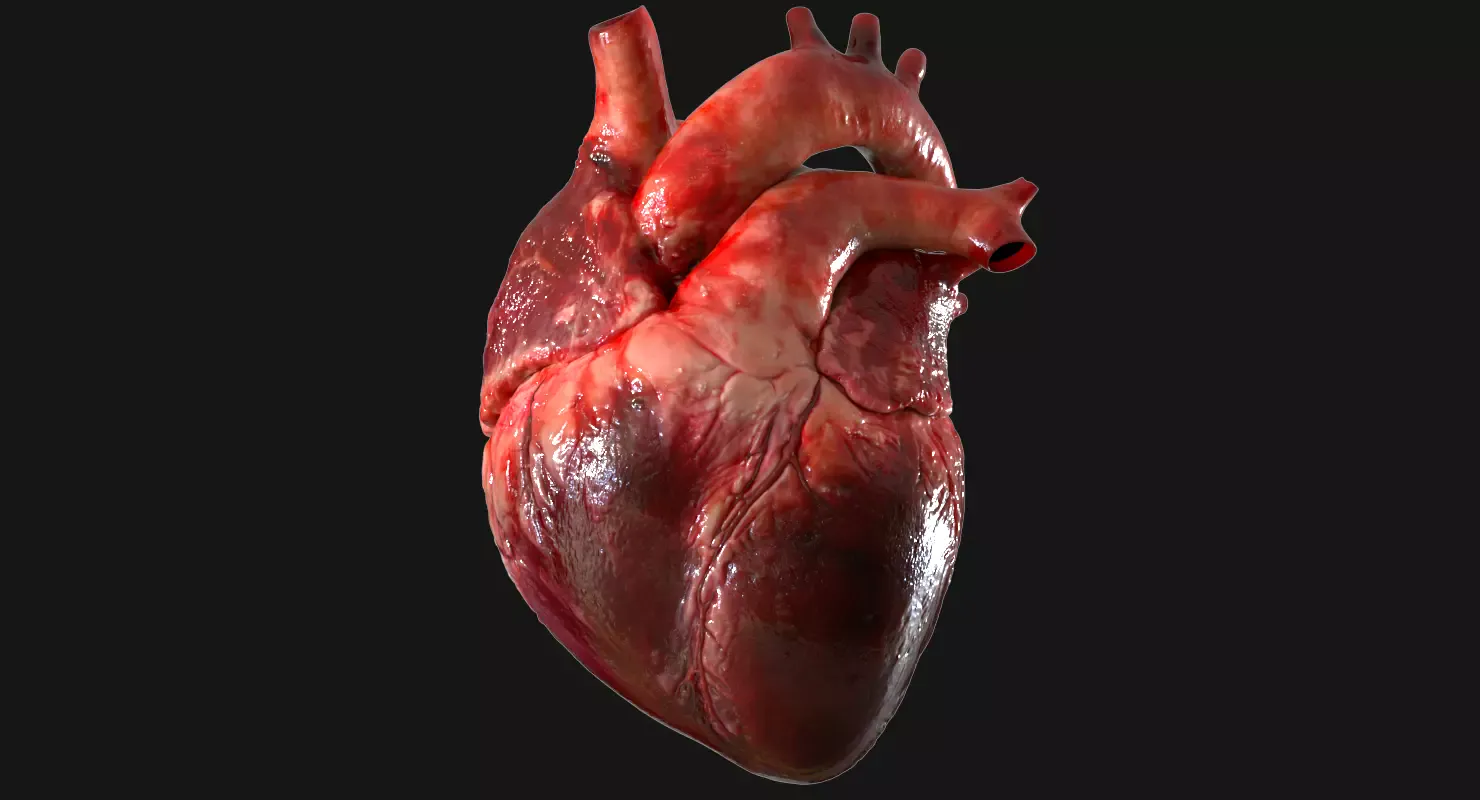 Анатомия сердца человека