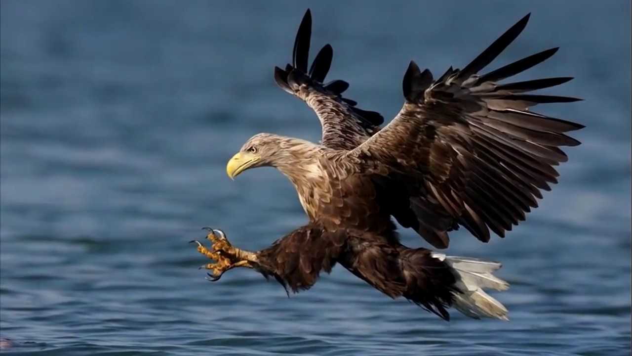 Степной орел - краткое описание птицы и интересные факты